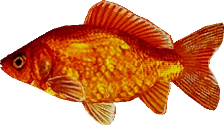 goldfish (1).png